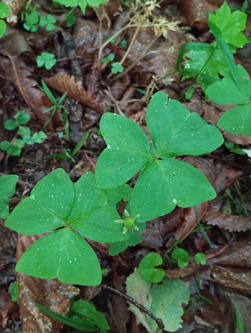 Oxalis obtriangulata photo 2