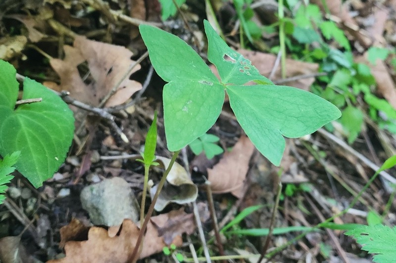 Oxalis obtriangulata photo 3