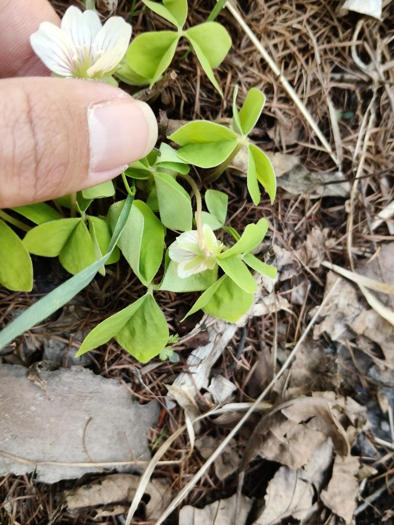 Oxalis obtriangulata photo 4