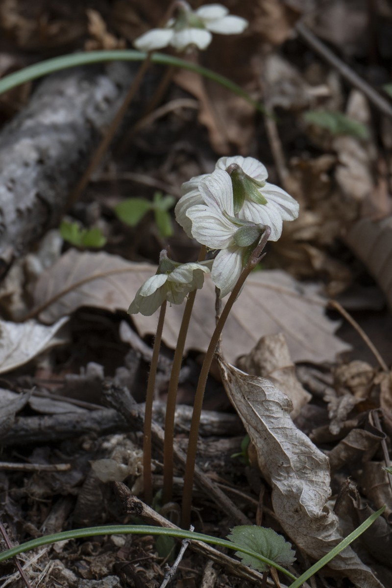 Oxalis obtriangulata photo 5