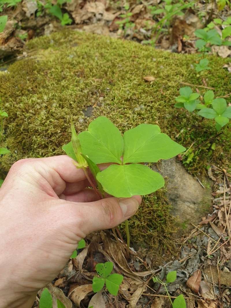 Oxalis obtriangulata photo 6