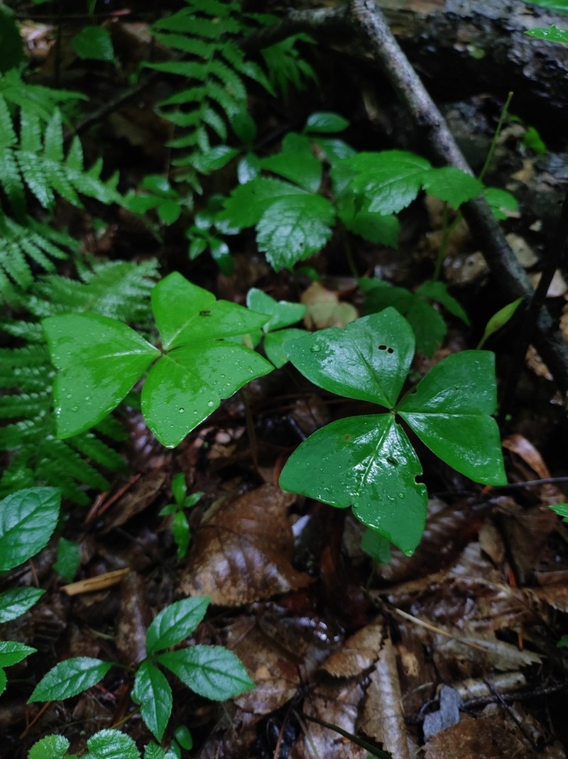 Oxalis obtriangulata photo 7