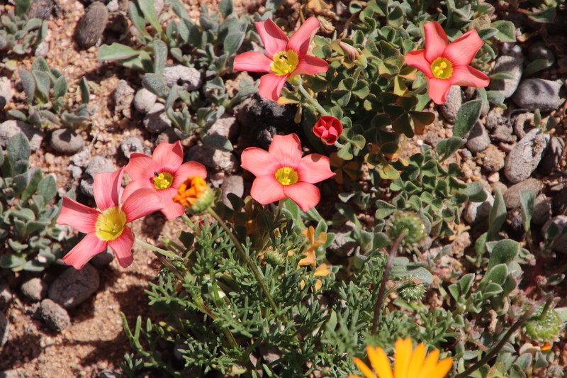 Oxalis obtusa