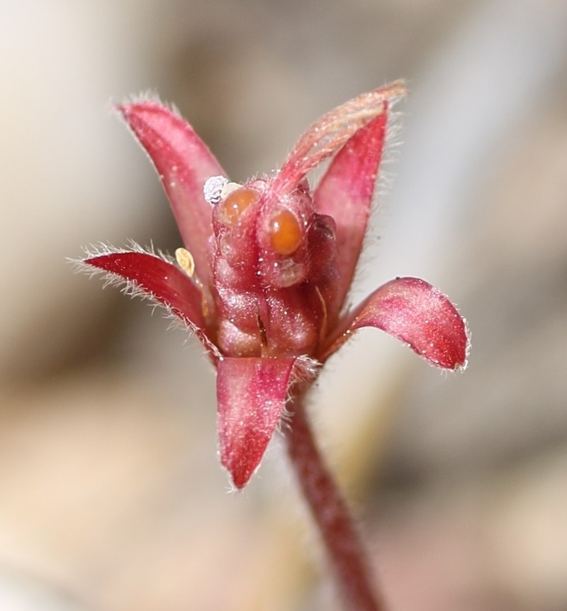 Oxalis obtusa photo 2