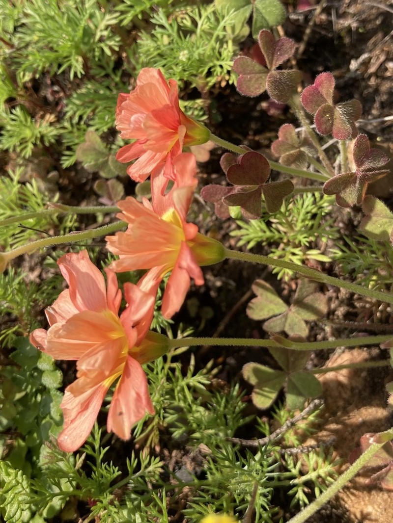 Oxalis obtusa photo 3