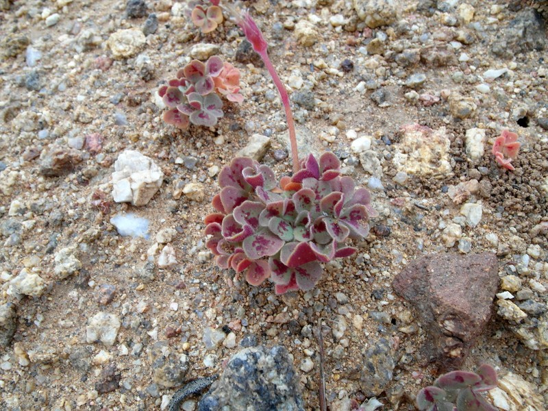 Oxalis obtusa photo 4