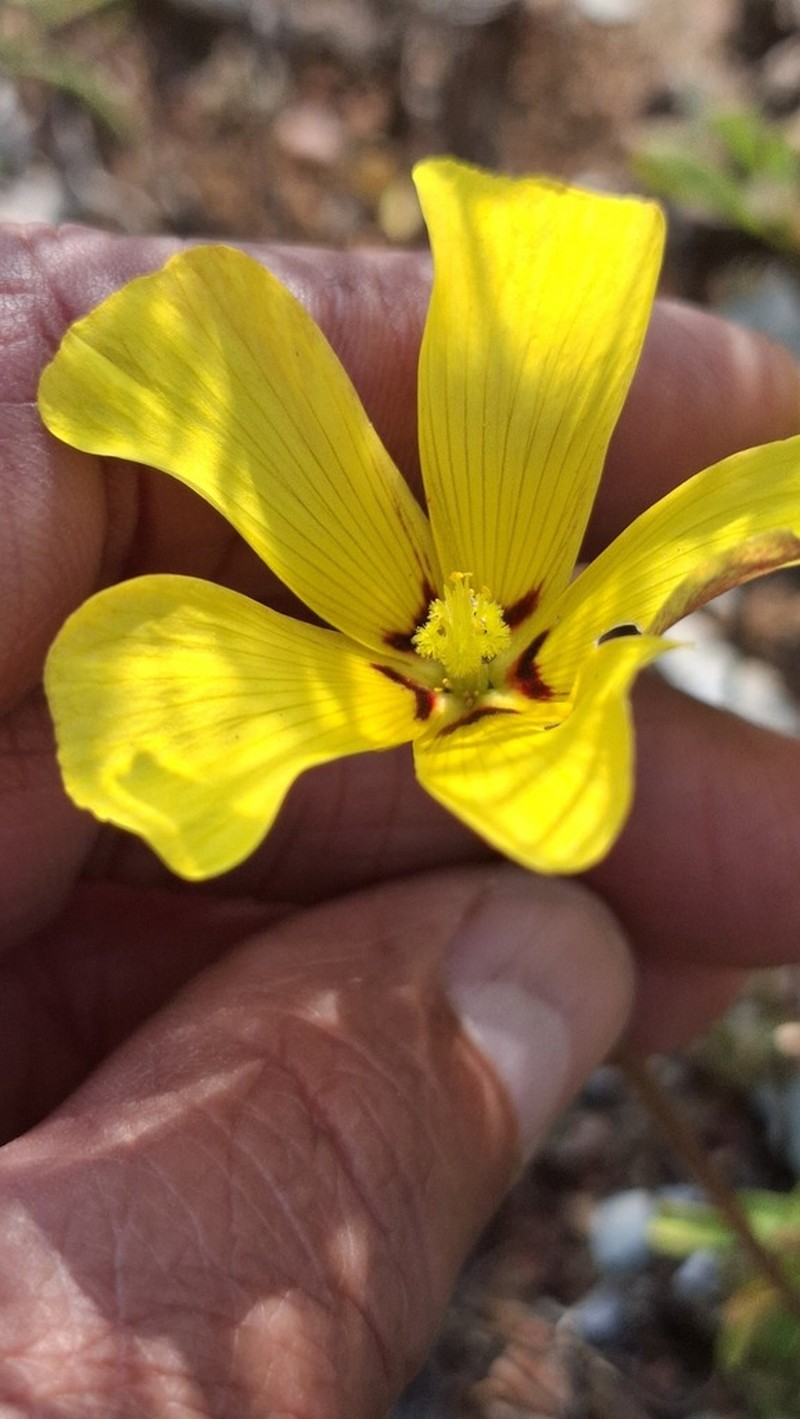Oxalis obtusa photo 5