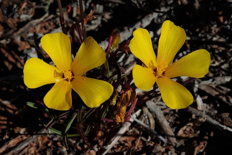 Oxalis obtusa photo 6