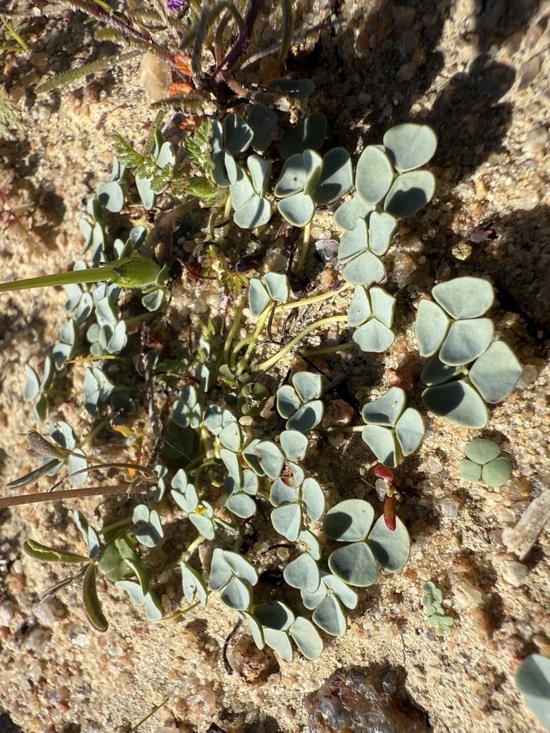 Oxalis obtusa photo 7