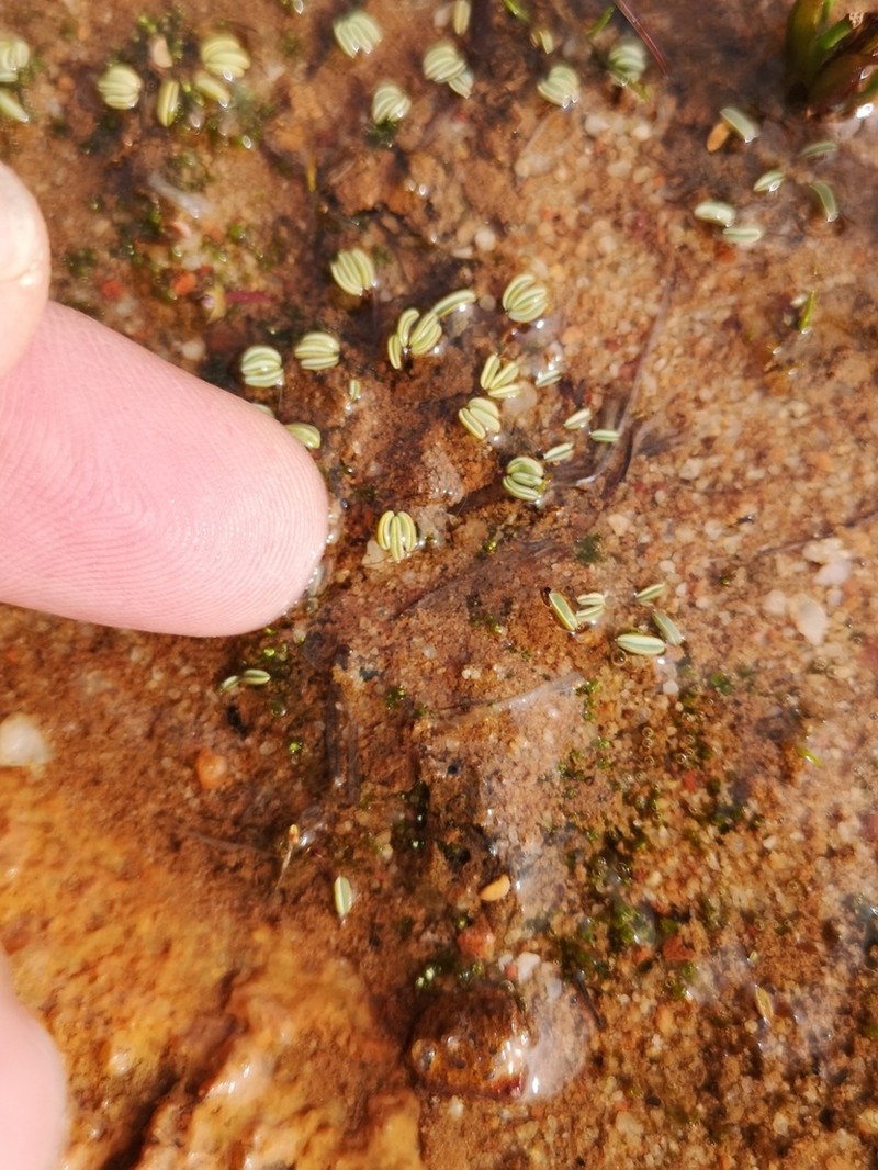 Oxalis oculifera