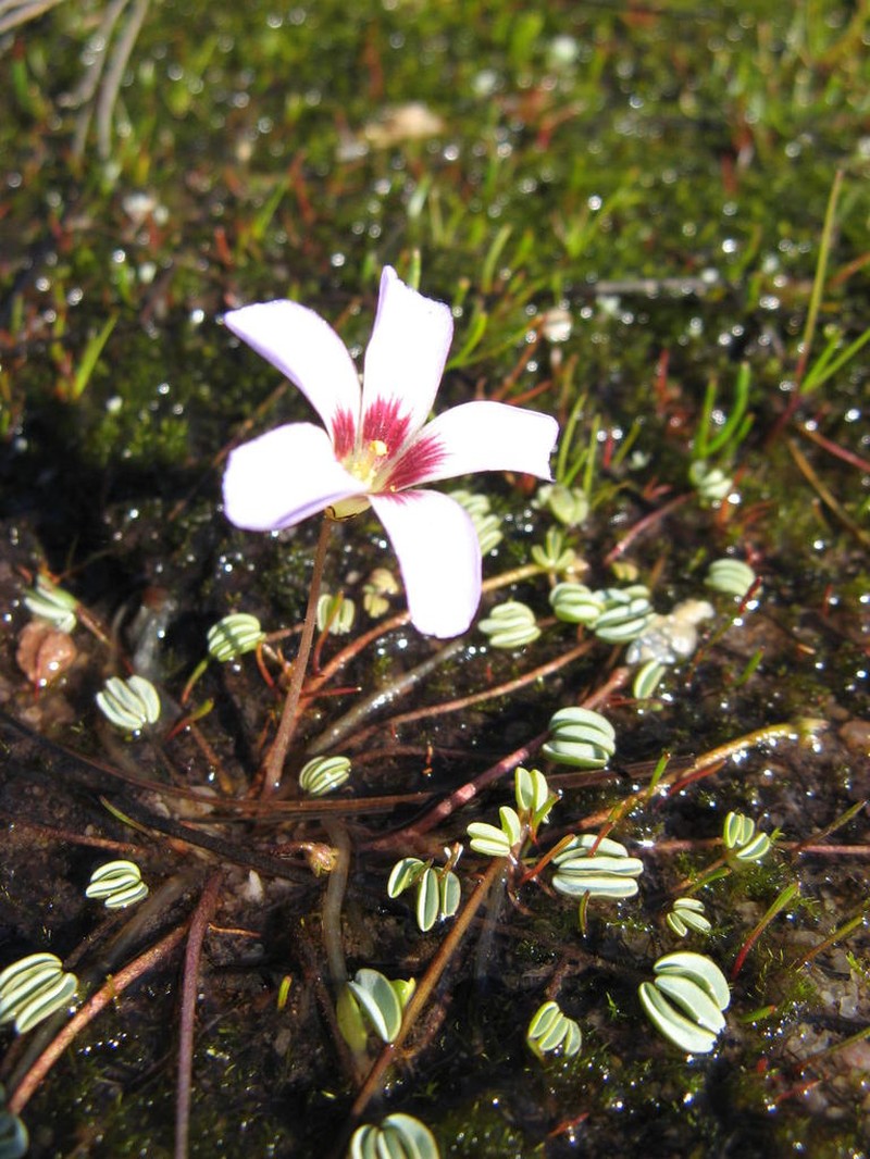 Oxalis oculifera photo 2
