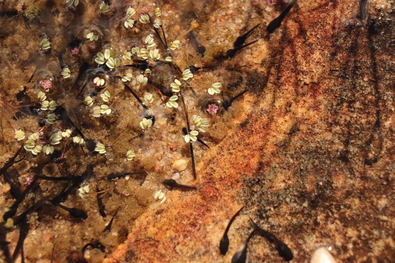 Oxalis oculifera photo 3