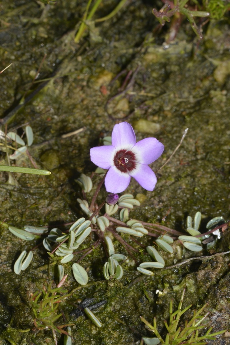 Oxalis oculifera photo 4