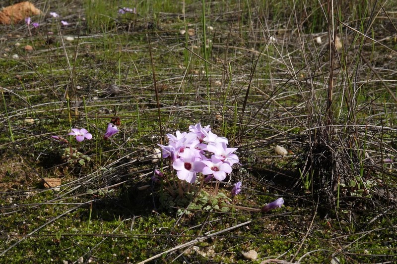 Oxalis oculifera photo 5