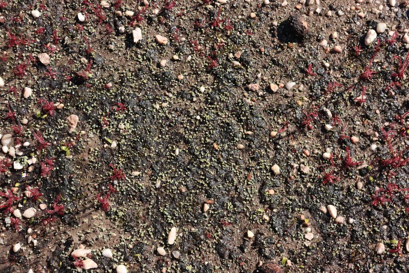 Oxalis oculifera photo 7