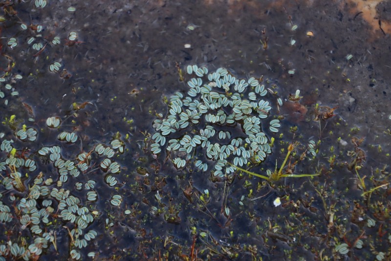 Oxalis oculifera photo 8