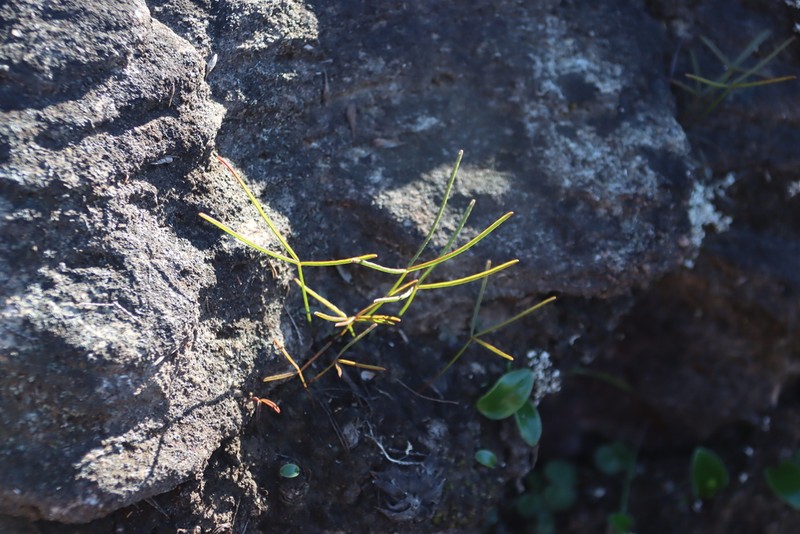 Oxalis oligophylla photo 2