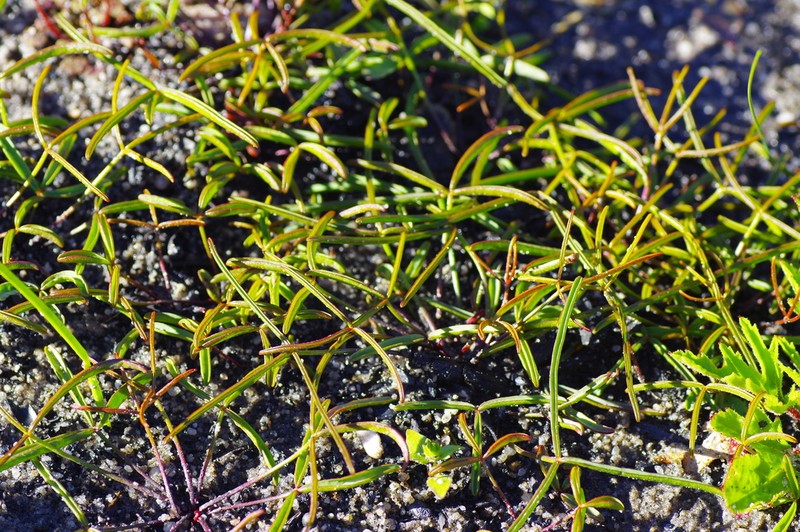 Oxalis oligophylla photo 3