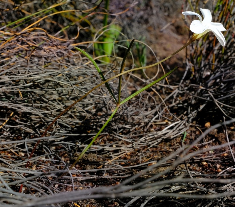 Oxalis oligophylla photo 4