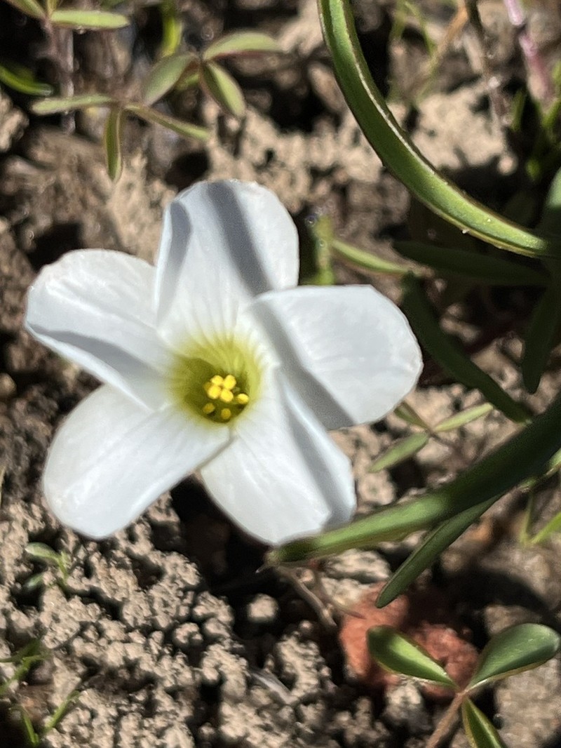 Oxalis oligophylla photo 5