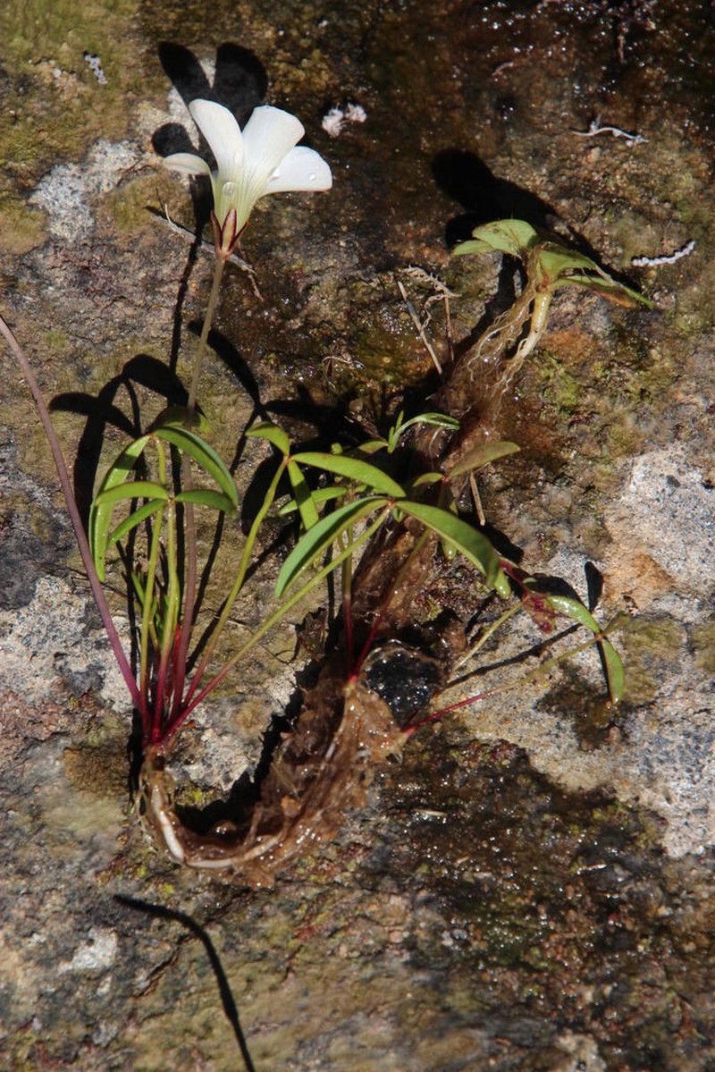 Oxalis oligophylla photo 7