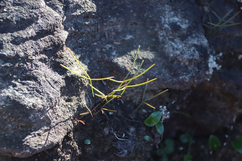 Oxalis oligophylla photo 8