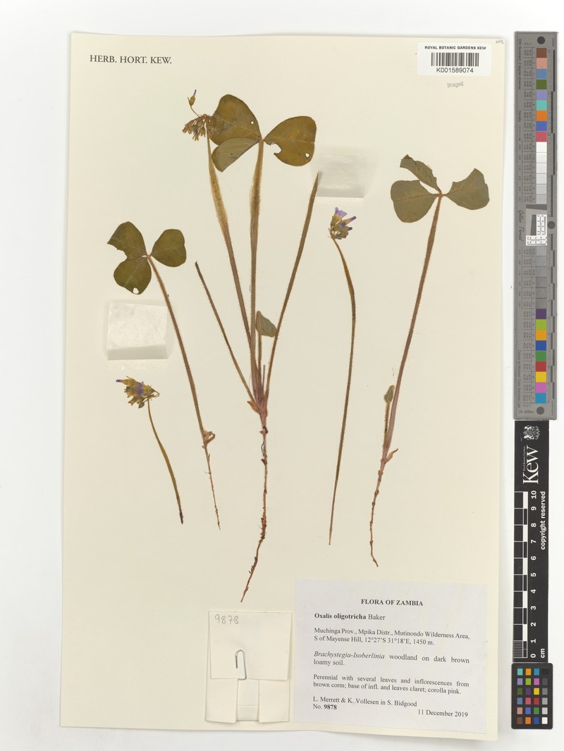 Oxalis oligotricha