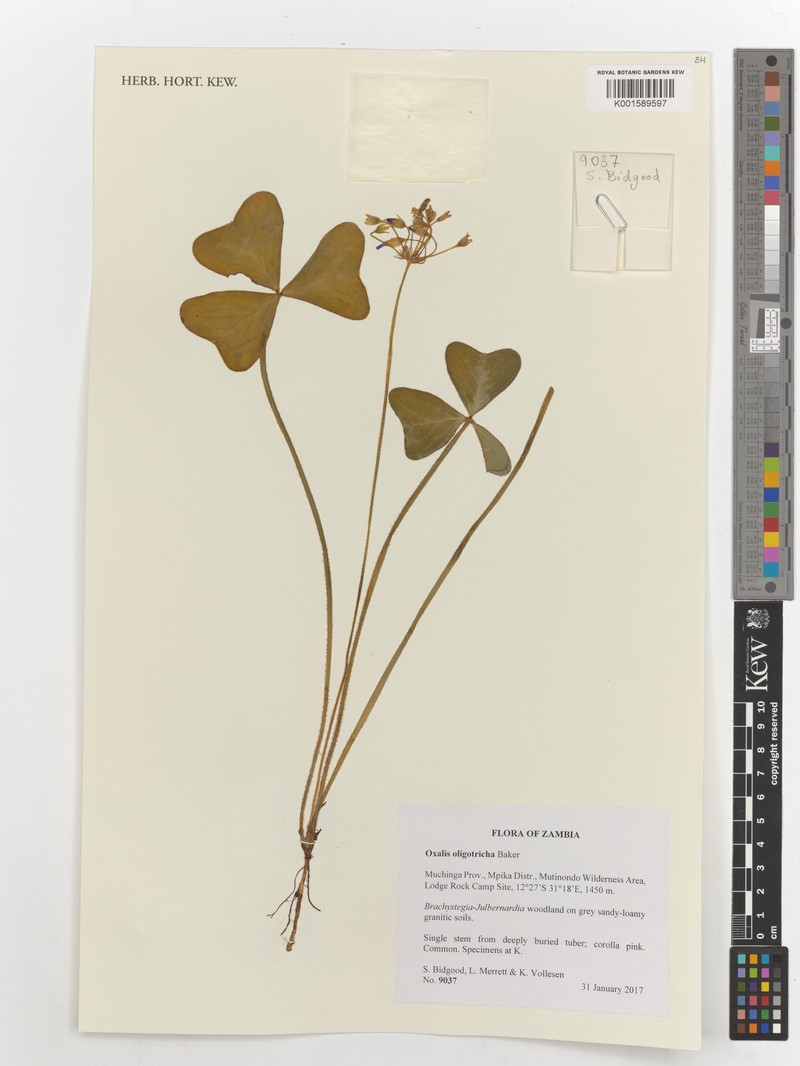 Oxalis oligotricha photo 2