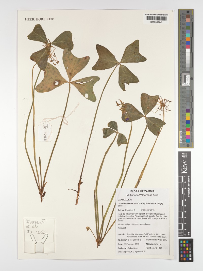 Oxalis oligotricha photo 3