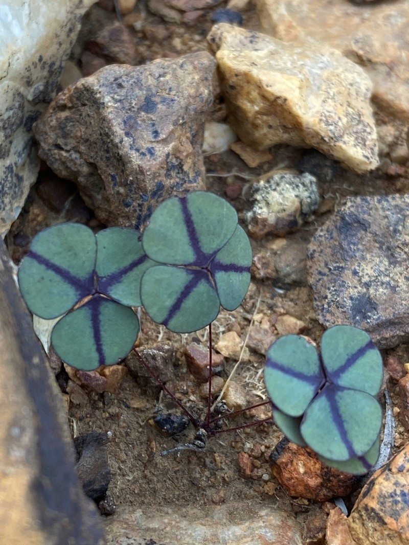 Oxalis orbicularis