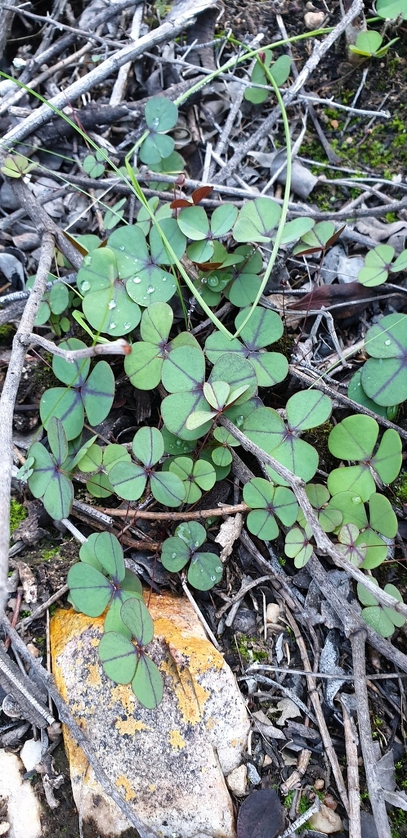 Oxalis orbicularis photo 2
