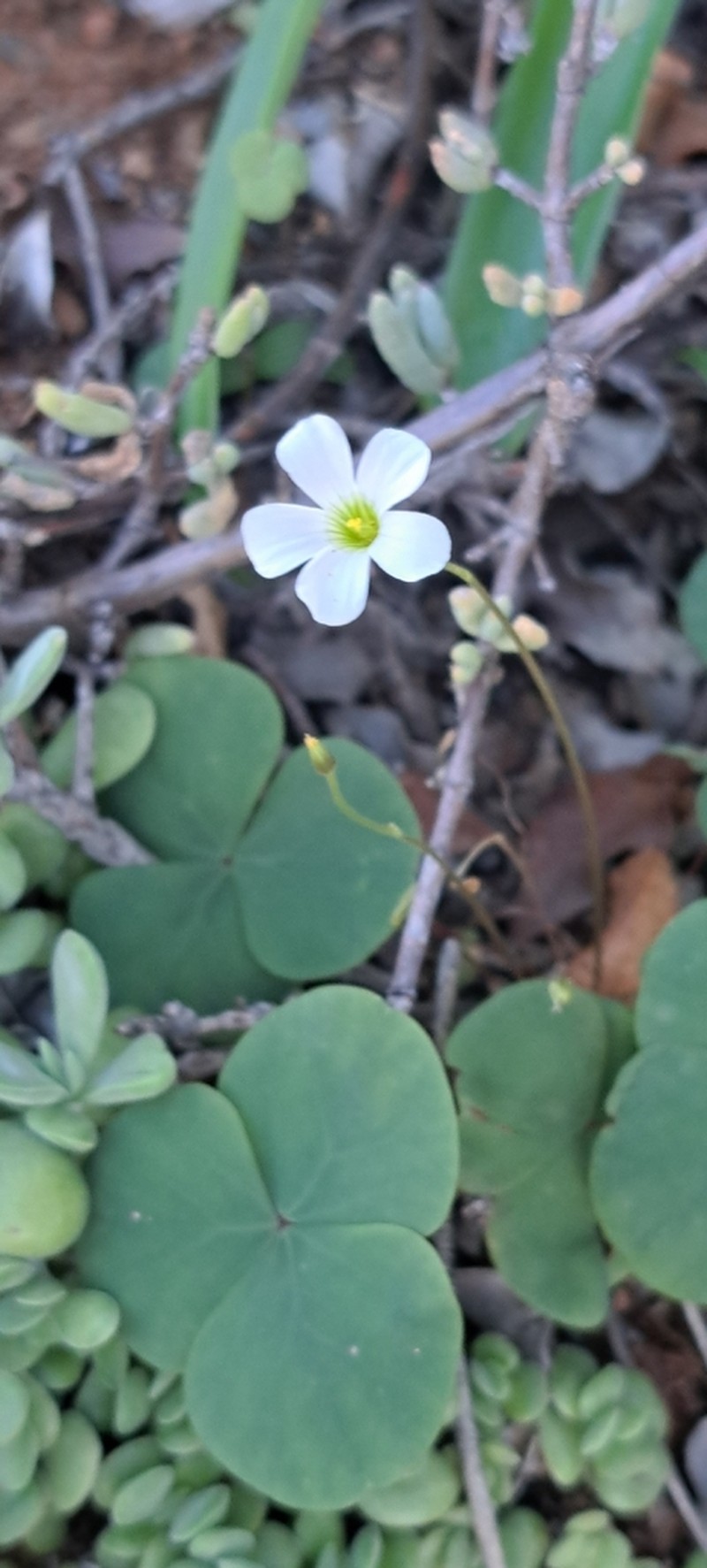 Oxalis orbicularis photo 3