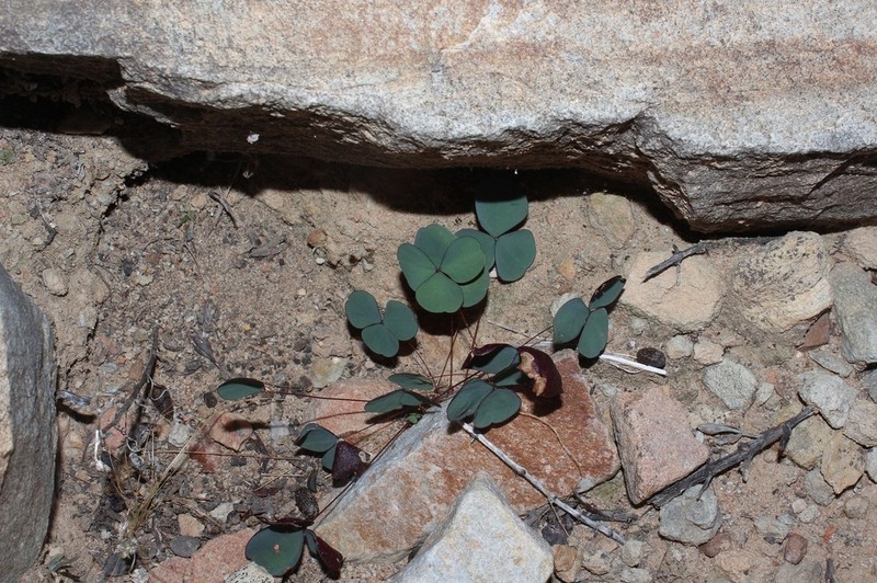 Oxalis orbicularis photo 4