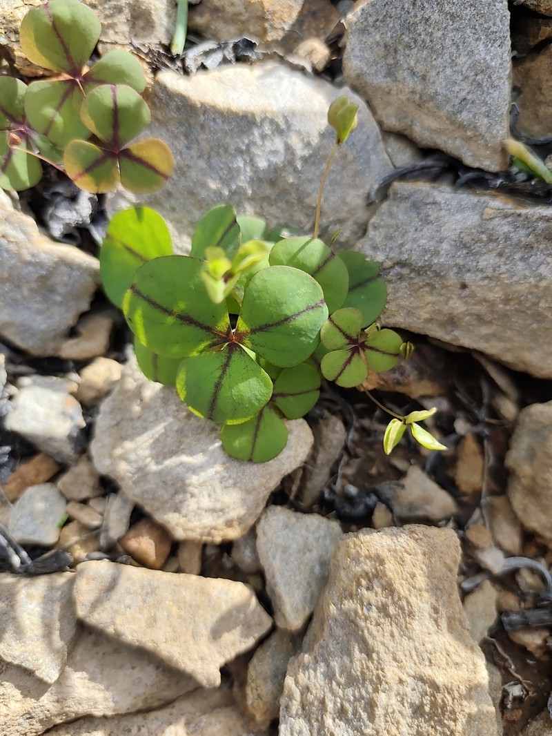 Oxalis orbicularis photo 5