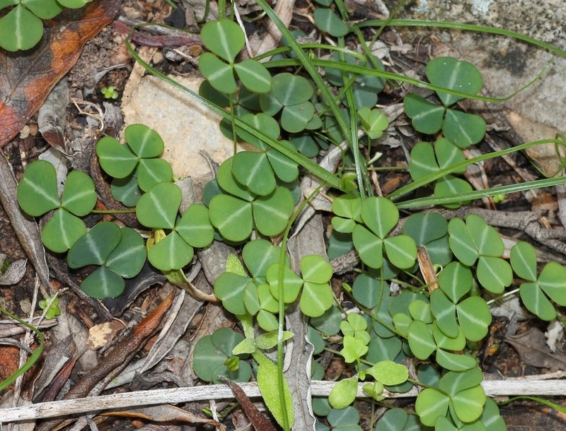 Oxalis orbicularis photo 6