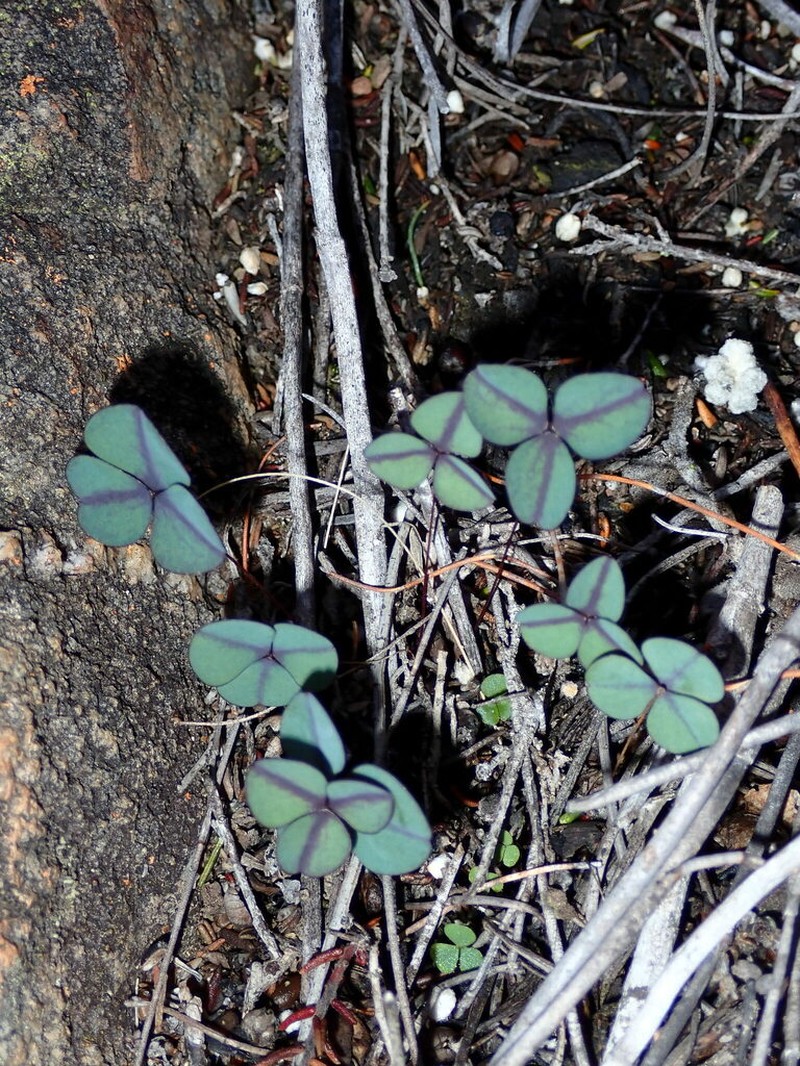 Oxalis orbicularis photo 7