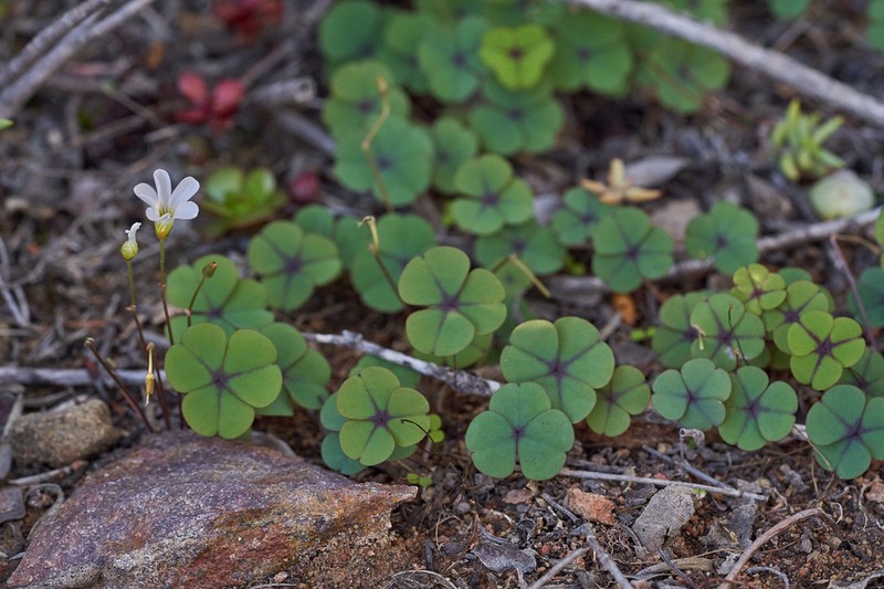 Oxalis orbicularis photo 8