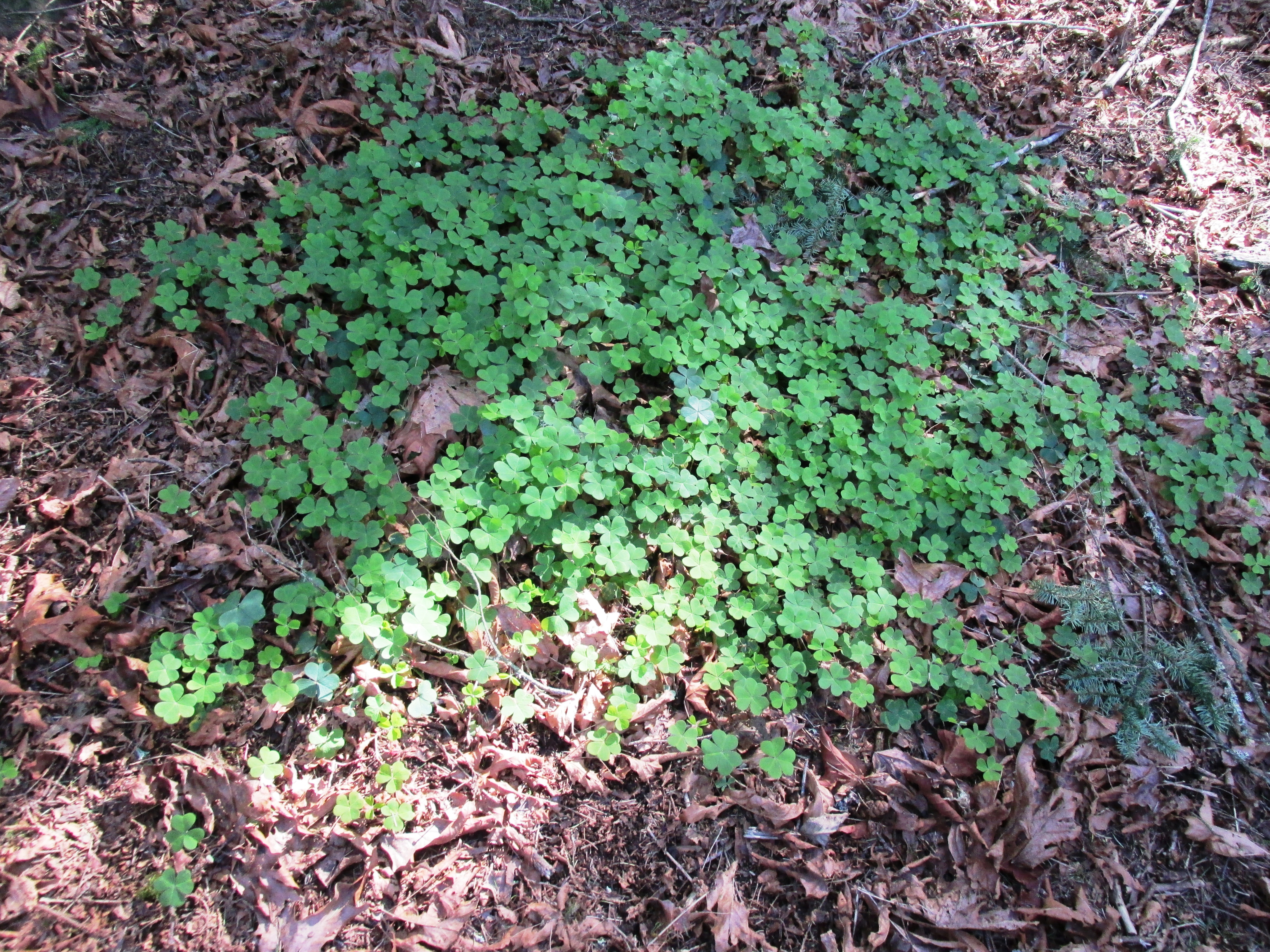 Redwood-Sorrel photo 7