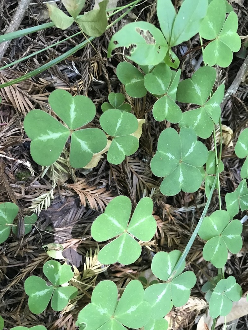 Redwood-Sorrel photo 3
