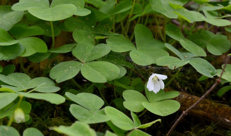 Redwood-Sorrel photo 4