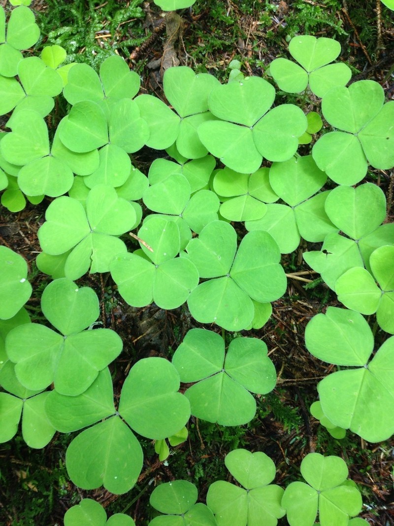 Redwood-Sorrel photo 5