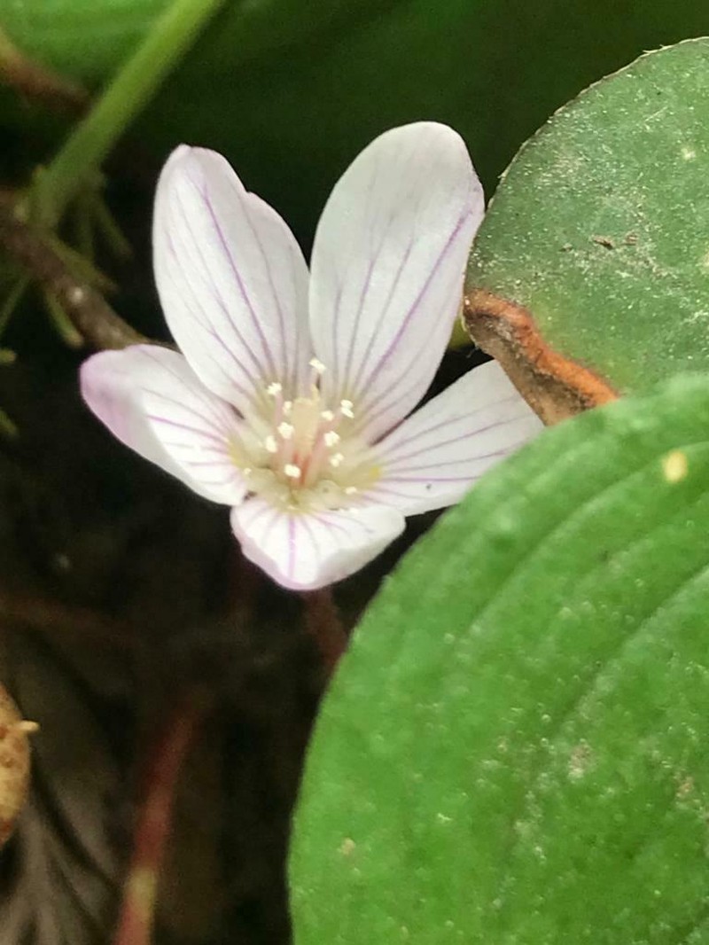 Redwood-Sorrel photo 6