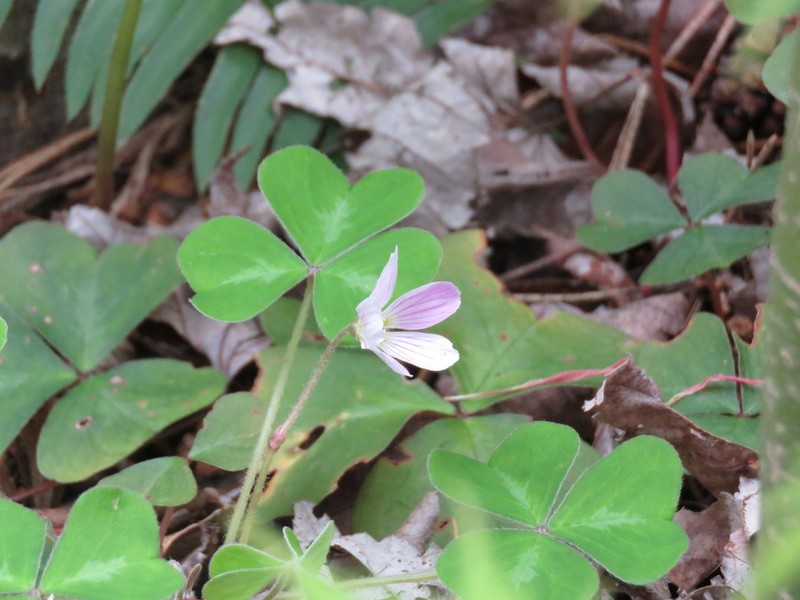 Redwood-Sorrel photo 7
