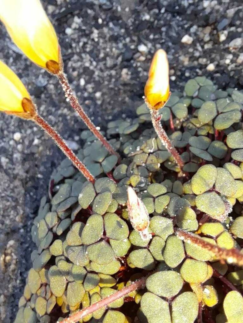 Oxalis oreithala