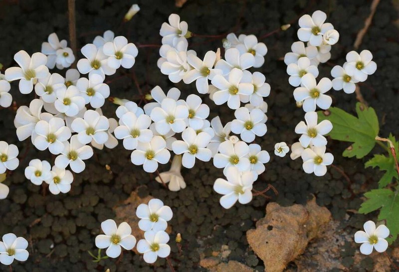 Oxalis oreithala photo 2