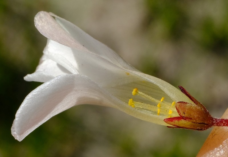 Oxalis oreithala photo 3