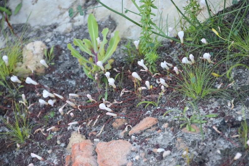 Oxalis oreithala photo 4