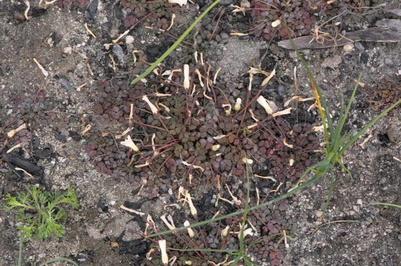 Oxalis oreithala photo 5