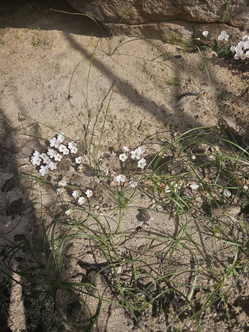 Oxalis oreithala photo 6