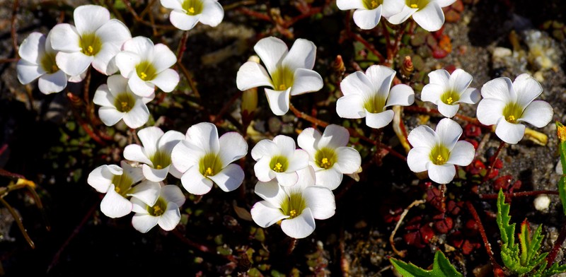 Oxalis oreithala photo 7
